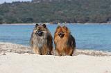 SPITZ ALLEMAND 217